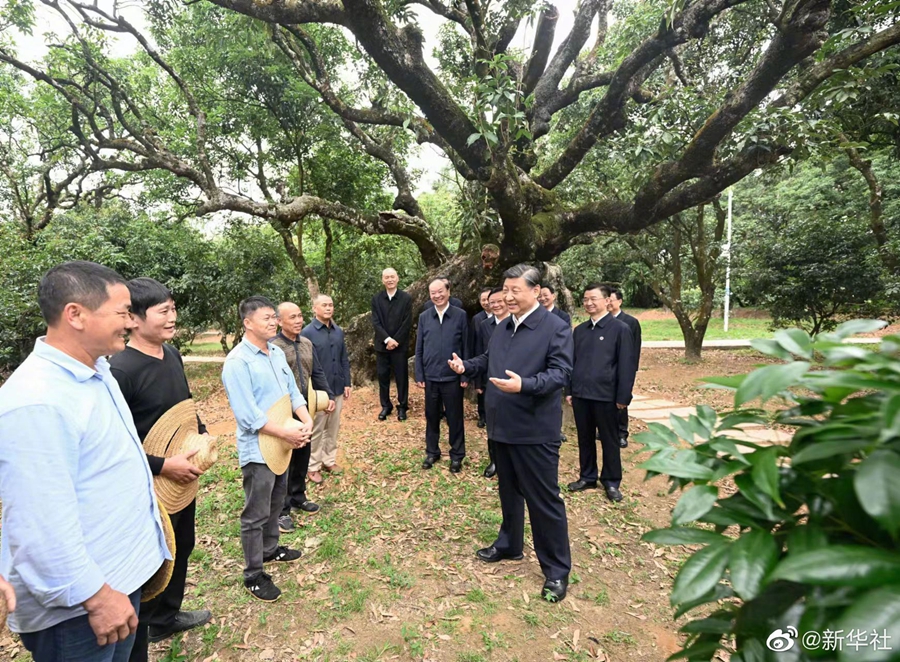 习近平在茂名市考察调研(图2)